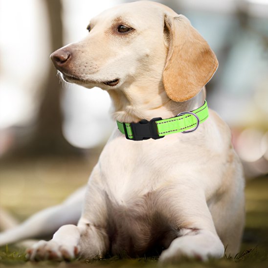 Résistant et Confortable Collier pour chien vert