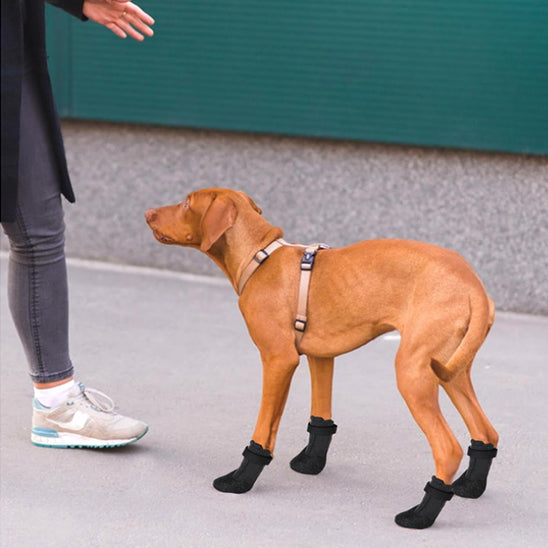chausson chien dressage maitre