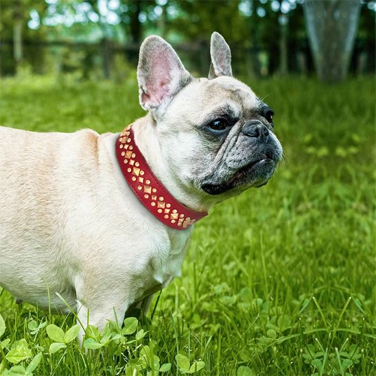 Collier chien brun Premium Résistant