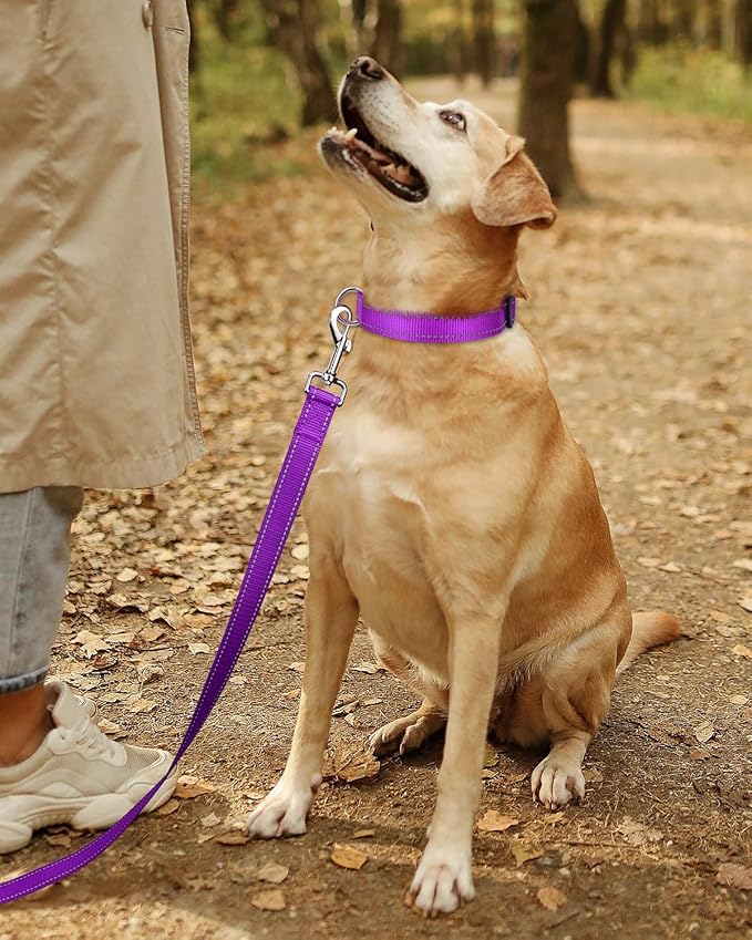 collier chien mauve randonnée