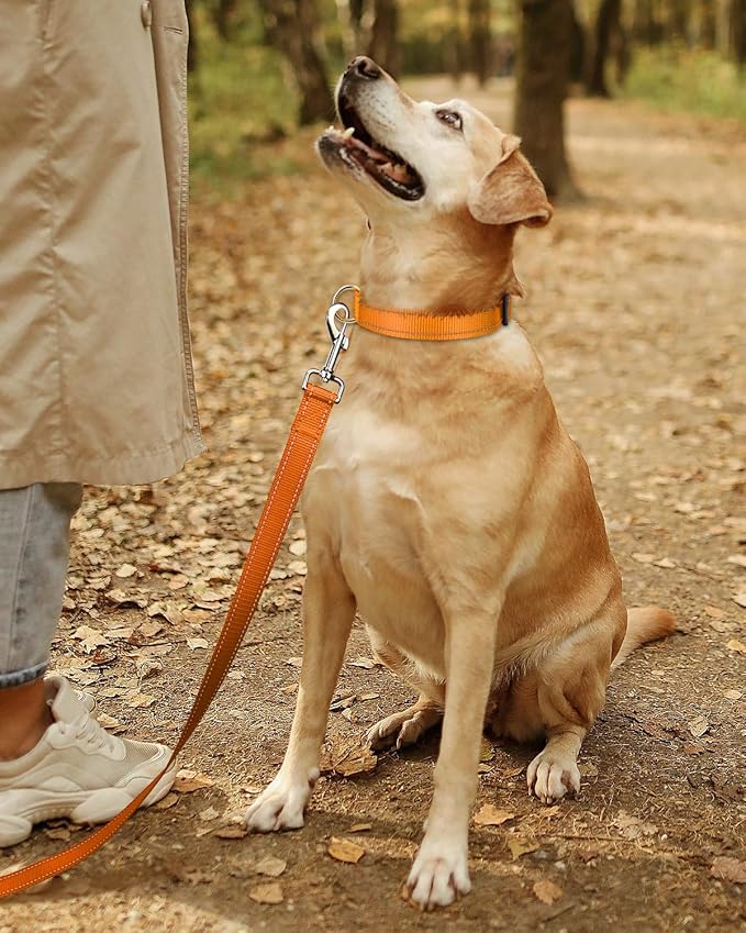 collier chien orange randonnée