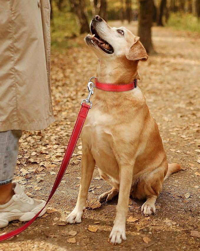 collier chien rouge randonnée