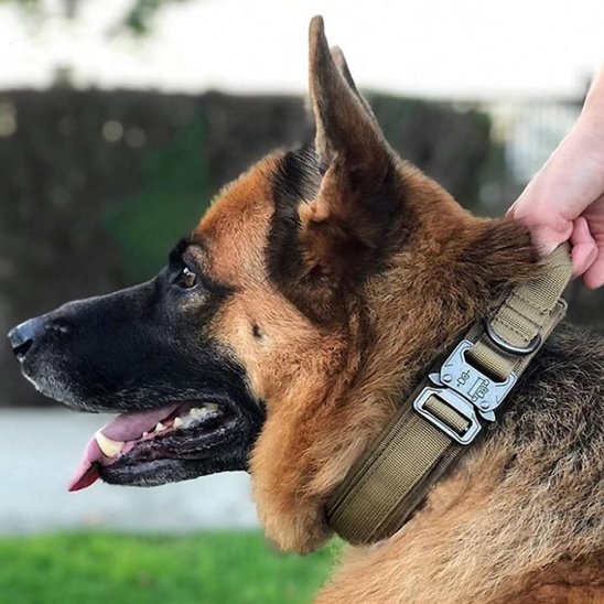 Collier pour chien berger