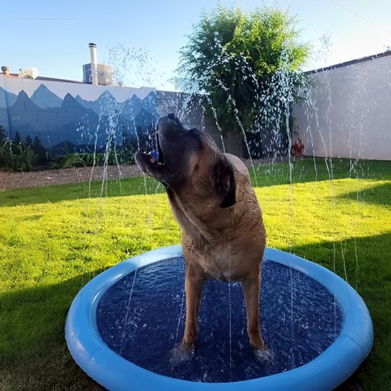 fresh Piscine pour chien summer