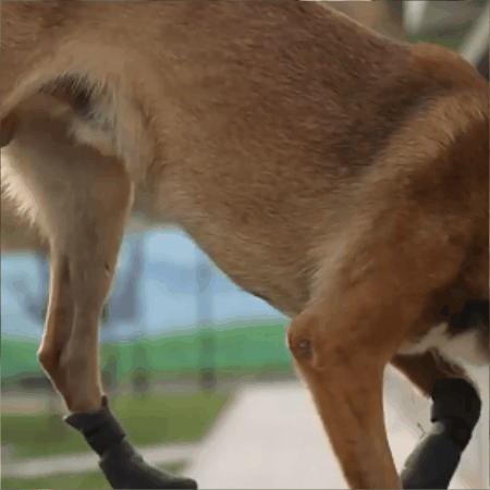 chausson pour chien | pattyprotection