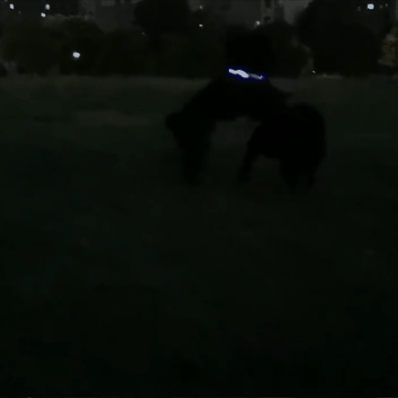collier lumineux pour chien