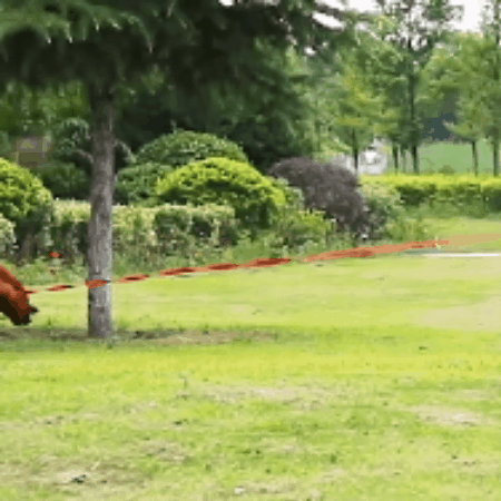 laisse pour chien | DogShylla