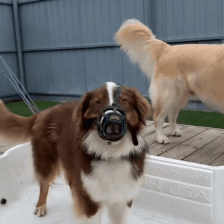 museliere pour chien