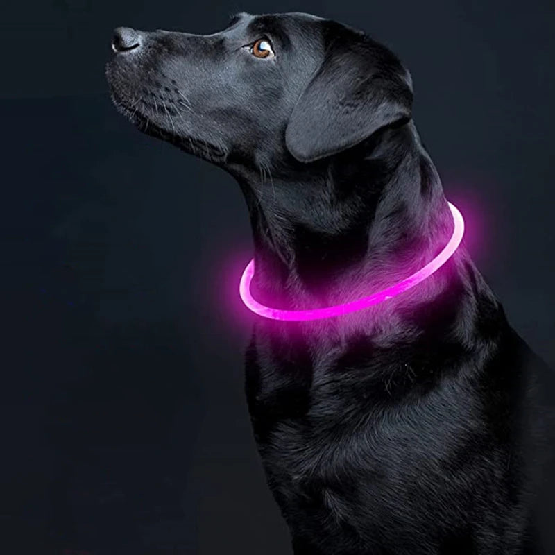 labrador noir collier rose