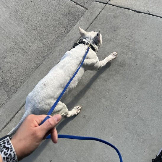 Laisse pour chien bleu Résistante et Confortable
