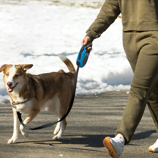 laisse pour chien hiver