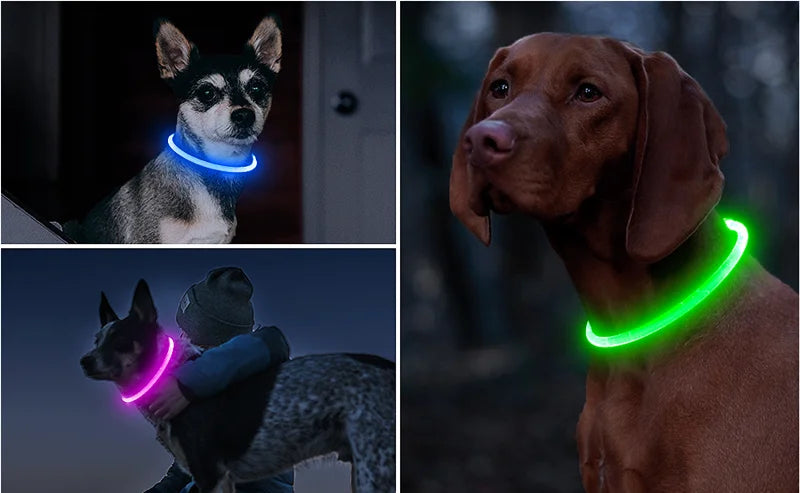 nuit collier chien lumineux