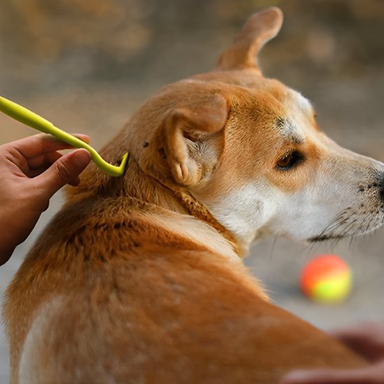 Pince à tique