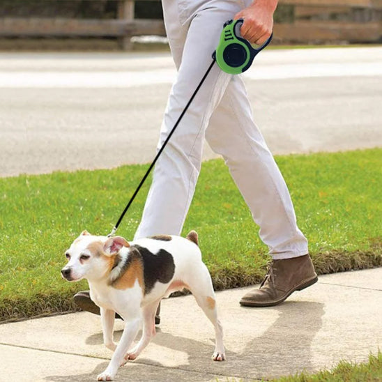 promenade chien laisse sur rue