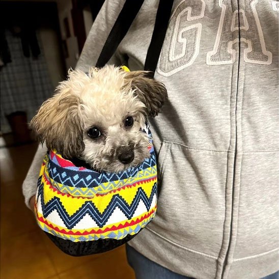 rayure sac de transport chien confortable