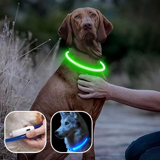 Collier lumineux chien vert