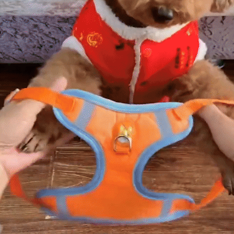 harnais pour chien | Scooby