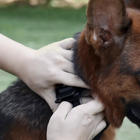 Collier pour chien | RobustConfort