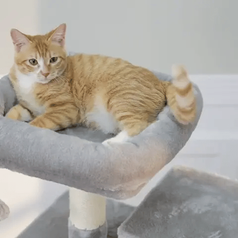 Arbre à chat | Multi-niveaux Confort