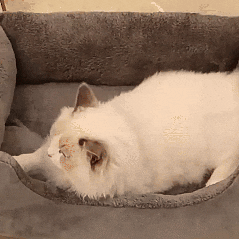 Lit chat | Douillet
