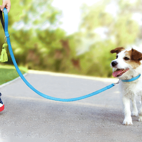 laisse pour chien | Dingo