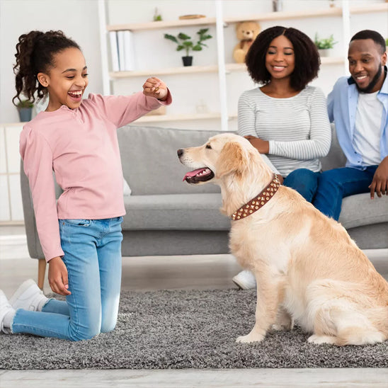 Collier chien enfant famille