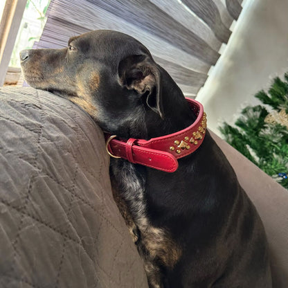 Collier chien labrador