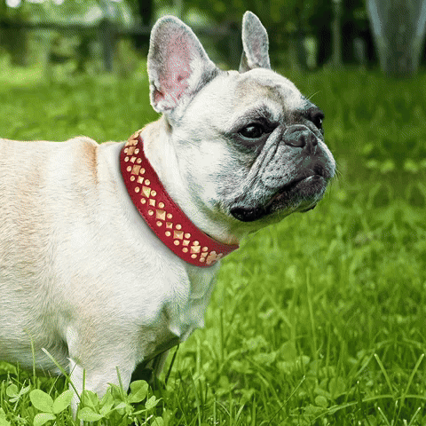 collier en cuir pour chien