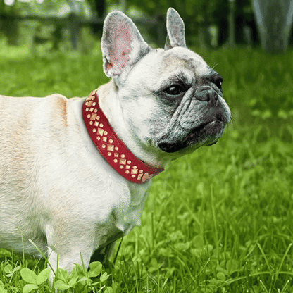 collier en cuir pour chien