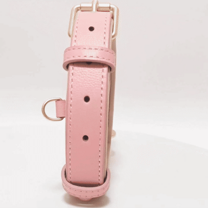 Collier chien | Premium Confort
