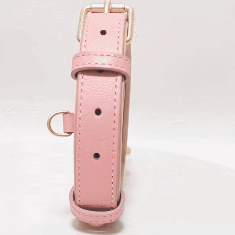 Collier chien | Premium Confort