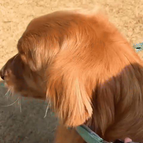 Collier chien | Robuste & Confortable