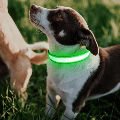 Colliers lumineux pour chiens | Sécurité Nocturne