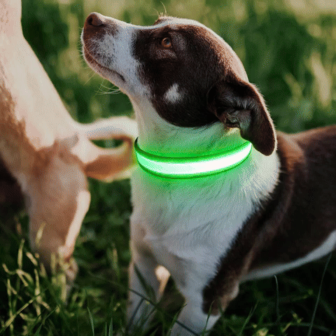 Colliers lumineux pour chiens | Sécurité Nocturne