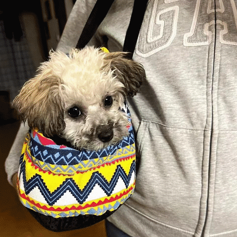 Sac de transport chien | Confortable et Sécurisé