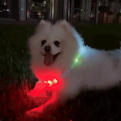 Collier pour chien | Résistant et Confortable