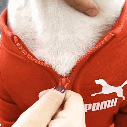 Pull chien | Tendance Confort