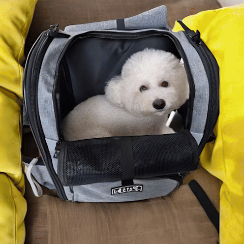 sac a dos chien | Amidon