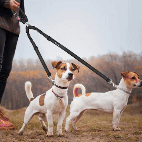 Double laisse pour chien | Premium Duo