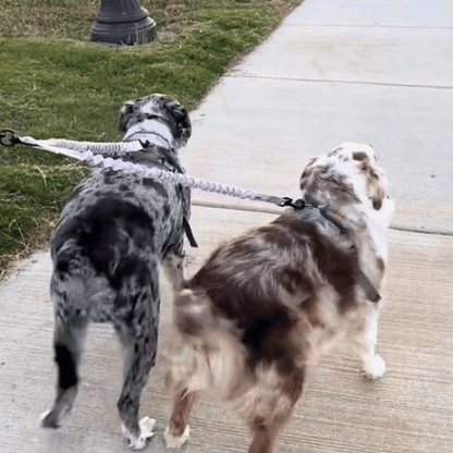 Laisse double pour chien | Confort et Sécurité