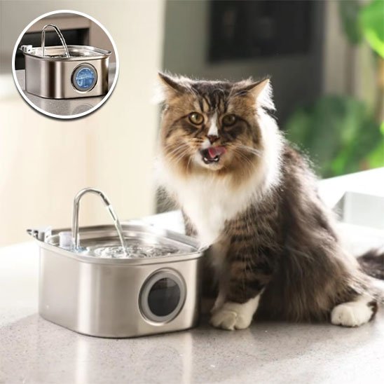 Fraîcheur Filtrée fontaine a eau chat