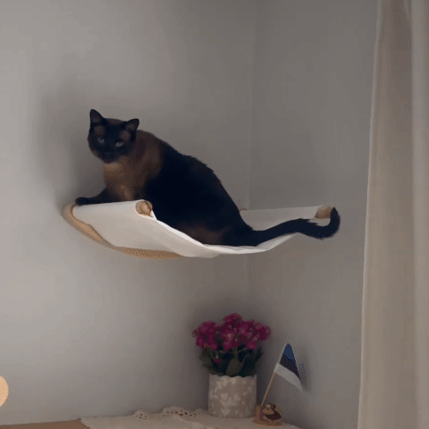 Hamac chat | Design Mural Suspendu