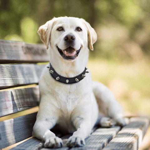 collier pour chien en cuir | Bladdy