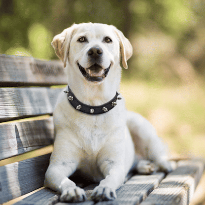 collier pour chien en cuir | Bladdy