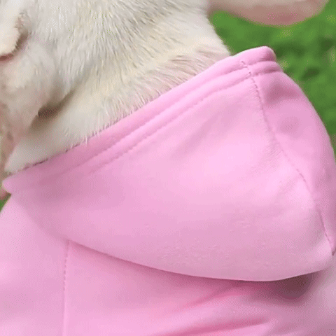 Pull pour chien | ChaudStyle