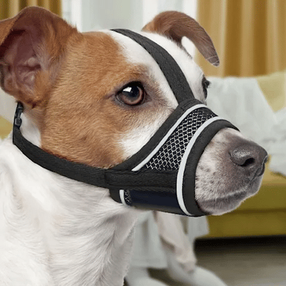 Muselière pour chien | Confortable et Sécurisée