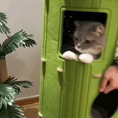 Niche pour chat | Confortable et Design
