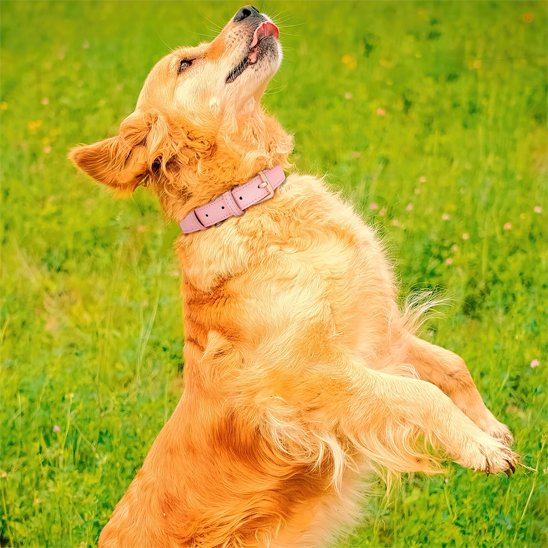  Premium Confort Collier chien