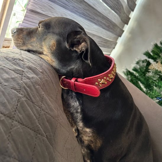 Premium Résistant Collier chien