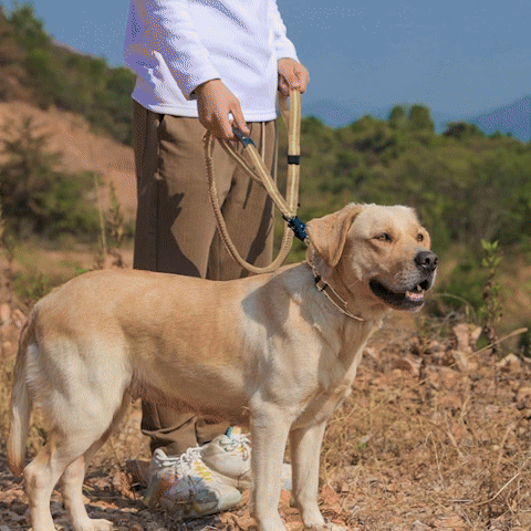 longe pour chien | Teckel